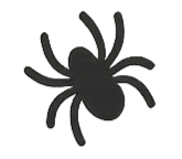 spider